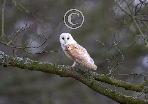 Barn Owl DM0895